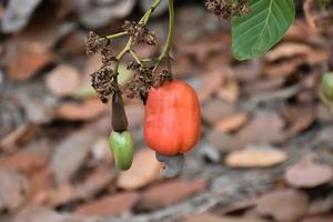 asiatiska mogna cashewäpplefrukter hängande på grenar redo att skördas av bönder. mjukt och selektivt fokus. foto