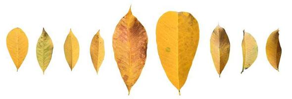 isolerade hevea brasiliensis eller gummiblad med urklippsbanor. foto