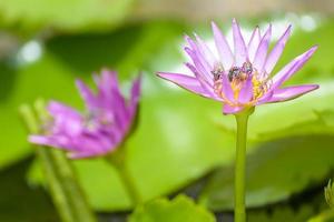 lotus med bin foto