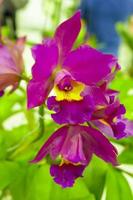 cattleya är ett släkte av 113 arter av orkidéer från Costa Rica och Antillerna söderut till Argentina. foto