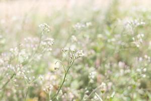 små gröna gräs blommor och oskärpa bakgrund foto