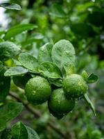 närbild färska gröna limefrukter hänger på ett träd som blir blött efter regn på gården. foto