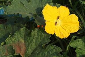 gul blomma av grönsaksmärg, cucurbita pepo eller zucchini med bin inuti och gröna löv i trädgården. foto