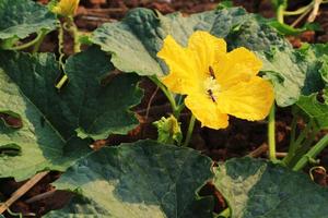 gul blomma av grönsaksmärg, cucurbita pepo eller zucchini med bin inuti och gröna löv i trädgården. foto