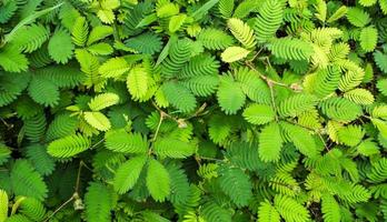 blad av känslig växt eller mimosa pudica foto