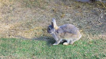 grå söt kanin med vacker harefärg som ser till vänster. foto