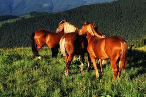 hästar på ängen i bergen. karpaterna ukraina europa. foto