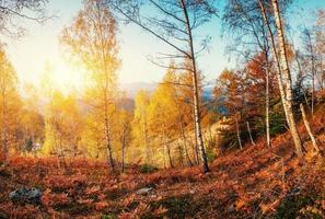 skogsväg på hösten. landskap. ukraina europa. foto