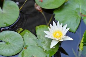 vacker gul näckros eller lotusblomma i dammen. foto
