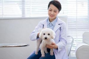 bild av asiatisk kvinnlig veterinär som undersöker en hund foto