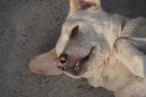 roligt foto av en hund med mun