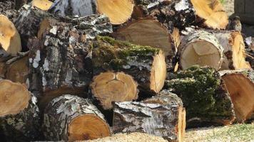 skogsavverkning. avskogning. närbild av staplade träbitar foto