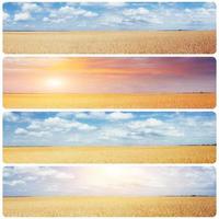 kreativa collage vetefält och sol. instagram tonic effekt foto