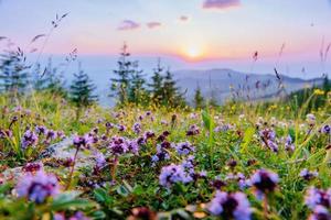 vilda blommor i bergen vid solnedgången foto