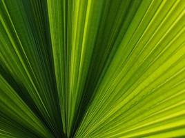 palmblad natur bakgrund foto
