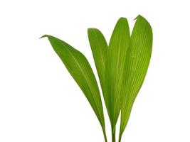 gröna blad isolerad på vit bakgrund foto