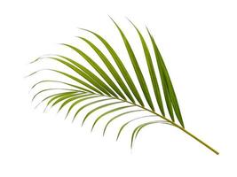 bambu palm färska blad eller palmblad på vit bakgrund foto