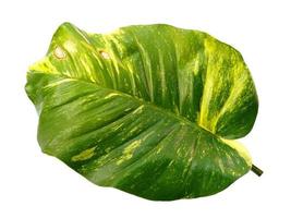 gyllene pothos blad eller epipremnum aureum blad på vit bakgrund foto