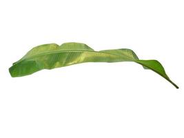 banan eller musaceae blad på vit bakgrund foto