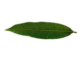 mangifera indica eller mango grönt blad på vit bakgrund foto