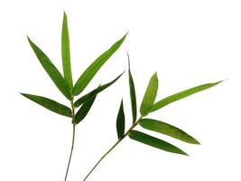 bambu blad isolerad på en vit bakgrund foto