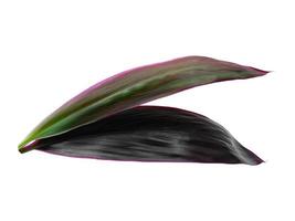 cordyline fruticosa blad eller hanjuang blad på vit bakgrund foto