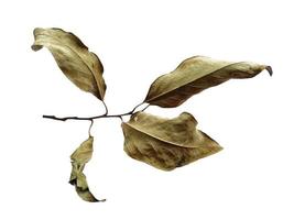 brun blad bakgrund. gamla löv textur. torra bruna blad. gamla blad på vit bakgrund foto