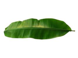 banan eller musaceae blad på vit bakgrund foto