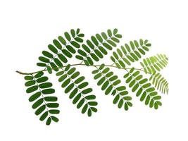 grönt blad eller träd på vit bakgrund foto