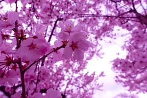 ljust rosa körsbärsblommor. japanska sakura blommor foto