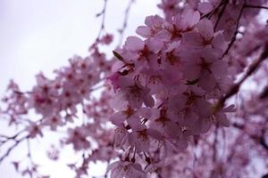 körsbärsblommor i japansk stil. foto