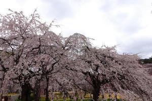 japanska körsbärsblommor och himlen. foto