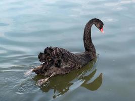 svart svan på en sjö i kent foto