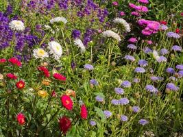 blommor i en engelsk trädgård foto