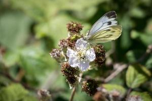 stor vit fjäril som livnär sig på en björnbärsblomma foto