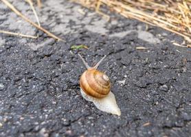 stor trädgårdssnigel i skal som kryper på våt väg foto