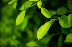 gröna teblad, unga skott som är vackra foto
