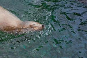 sealine i vattnet i poolen i djurparken foto