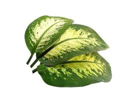 aglaonema grönt blad på vit bakgrund foto