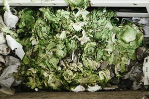 skräp gröna grönsaker på åkrar i ruiner, rivna, övergivna och skrot foto