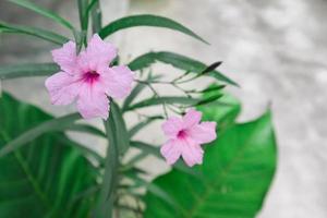 waterkanon, acanthaceae, små vackra rosa blommor på naturbakgrund. foto