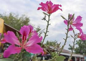 rosa bauhiniablomma, vacker tropisk blomma som heter chongkho på thai. foto