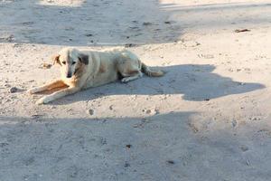 hund sitter i solen på vit sandstrand. foto