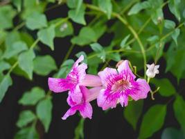 blomma och natur foto