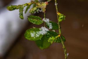 växter i trädgården under snön foto