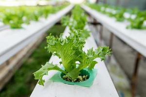 odling hydroponics grön grönsak i gården foto