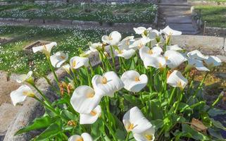 vild calla blomma aka myr arum, kärr calla eller vatten arum blomma foto