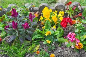 gula röda och rosa blommor i en rabatt foto