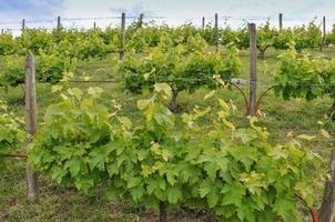 vingårdsplantage av druvbärande vinstockar för vinframställning foto