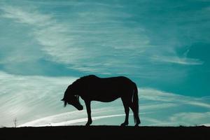 häst siluett på ängen med en blå himmel, djur i det vilda foto